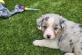 Australian Sheperd Welpen