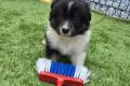 Australian Sheperd Welpen