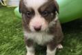 Australian Sheperd Welpen