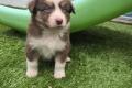 Australian Sheperd Welpen