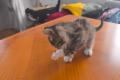 Baby weiblich Katze 2 Monate alt zum Verschenken