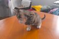 Baby weiblich Katze 2 Monate alt zum Verschenken
