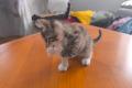 Baby weiblich Katze 2 Monate alt zum Verschenken