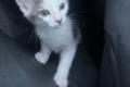 Babykatze