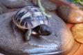Babyschildkröte Griechische Landschildkröte