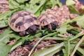 Babyschildkr&ouml;te Griechische Landschildkr&ouml;ten