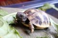 Babyschildkröte Griechische Landschildkröten