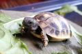 Babyschildkröten, Griechische Landschildkröten