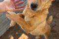 Balu, a.d.Tierschutz, sucht liebes Zuhause