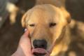 Balu, a.d.Tierschutz, sucht liebes Zuhause
