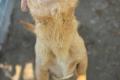 Balu, a.d.Tierschutz, sucht liebes Zuhause