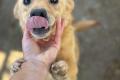 Balu, a.d.Tierschutz, sucht liebes Zuhause