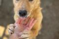 Balu, a.d.Tierschutz, sucht liebes Zuhause