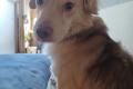 Balu sucht Happy-Home