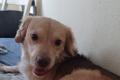 Balu sucht Happy-Home