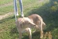 Balu sucht Happy-Home