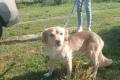 Balu sucht Happy-Home