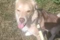 Balu sucht Happy-Home