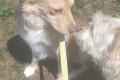 Balu sucht Happy-Home
