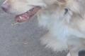 Balu sucht Happy-Home