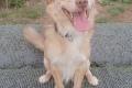 Balu sucht Happy-Home