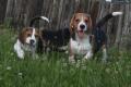 Beagle Rüde sucht Lebensplatz
