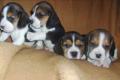 Beagle-u. MINI-Beagle-Babies m. Pap., geimpft, gechipt