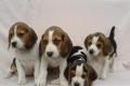 Beagle Welpen tricolor