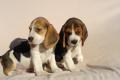 Beagle Welpen tricolor