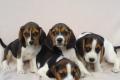 Beagle Welpen tricolor