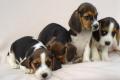 Beagle Welpen tricolor