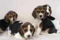 Beagle Welpen tricolor