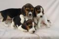 Beagle Welpen tricolor