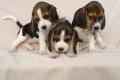Beagle Welpen tricolor