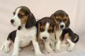 Beagle Welpen tricolor