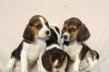 Beagle Welpen tricolor