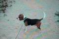 Beagle Welpen tricolor