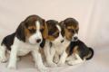 Beagle Welpen tricolor