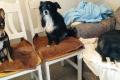 Bella, Seniorin sucht Happy-Home