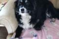 Bella, Seniorin sucht Happy-Home