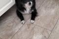 Bella, Seniorin sucht Happy-Home
