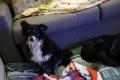 Bella, Seniorin sucht Happy-Home