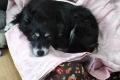 Bella, Seniorin sucht Happy-Home