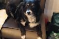 Bella, Seniorin sucht Happy-Home