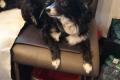 Bella, Seniorin sucht Happy-Home