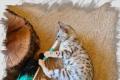 Bengal Katze *Abgabebereit* silver spotted/rosetted