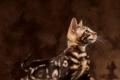 Bengal Katze, Kitten mit Rosetten und Marmoriert