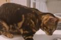 Bengal Katze, Kitten mit Rosetten und Marmoriert