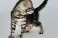 Bengal Katzen Kitten in braun und silver