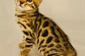 Bengal Katzen Kitten in braun und silver